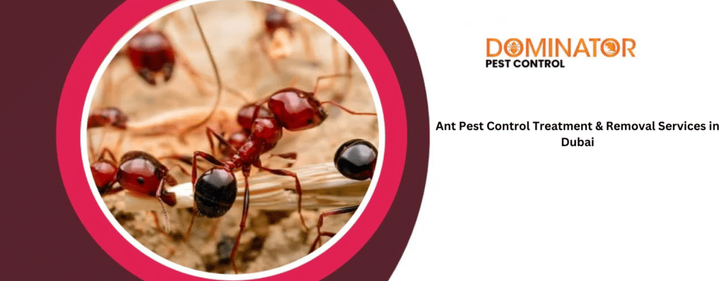 Ant Pest Control Treatment & Removal Services in Dubai