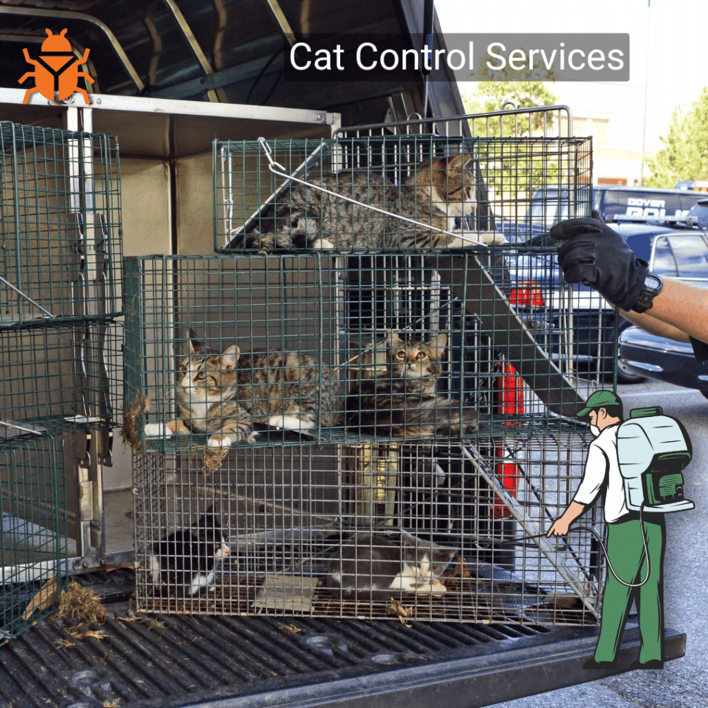 Many cats are trapped in many cages by our Pest Control Service