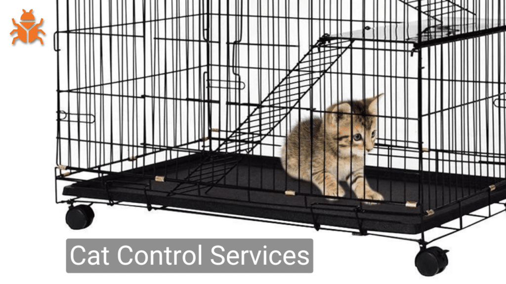 A cat trapped in a cage by a pest controller to remove pest (here pest is Cat) and provide Pests Control services