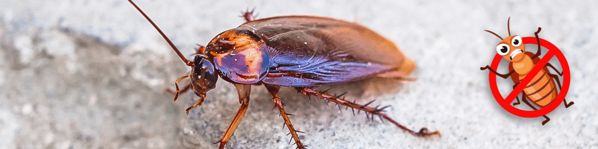 A close-up of a cockroach on a surface with a cartoonish no symbol indicating pest control. The image highlights the importance of cockroach control services.