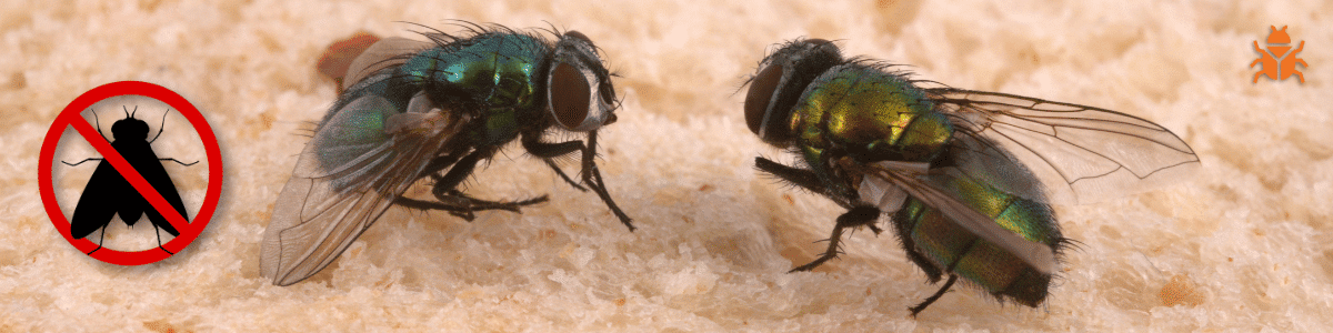 Two shiny green flies on a light surface with a red crossed-out fly symbol next to them, indicating a warning against flies.