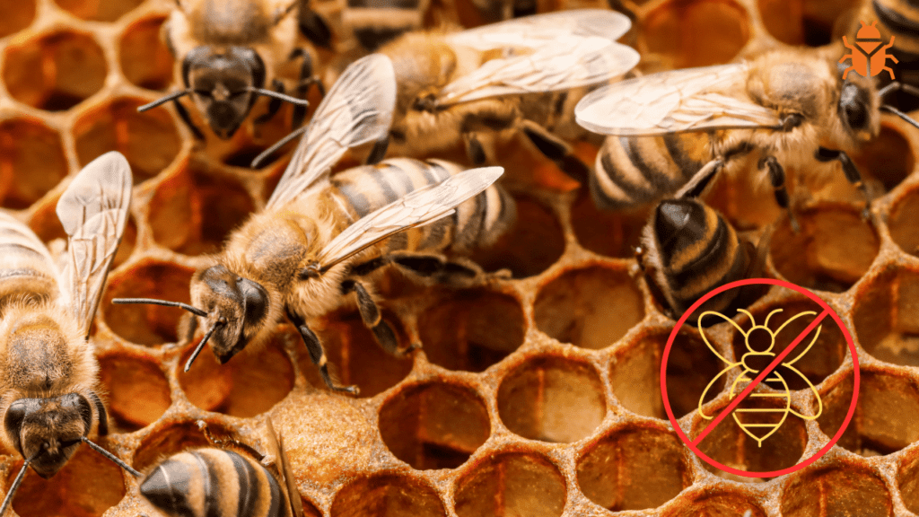 Close-up image of honey bees on a honeycomb, promoting honey bee control services. A red crossed-out symbol with a yellow bee icon is displayed in the lower right corner, signifying bee removal or control. A small bug icon in the top right represents pest control services.