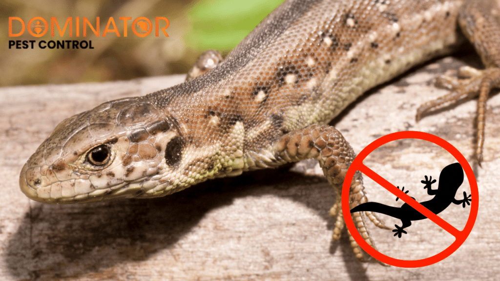 A close-up view of a lizard on a wooden surface. The image shows the logo 'Dominator Pest Control' and a red crossed-out lizard symbol, indicating pest control services against lizards.