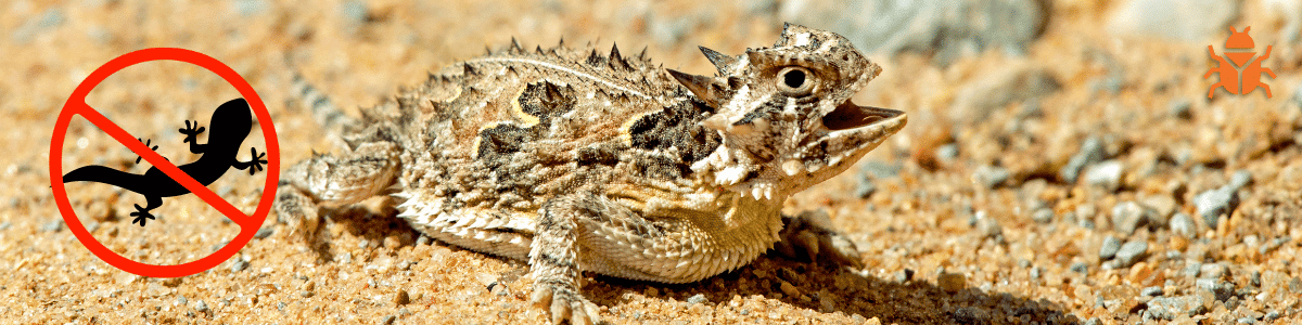 A lizard with spiky scales sitting on a sandy surface. The image has a red crossed-out lizard symbol, showing pest control services to remove lizards.