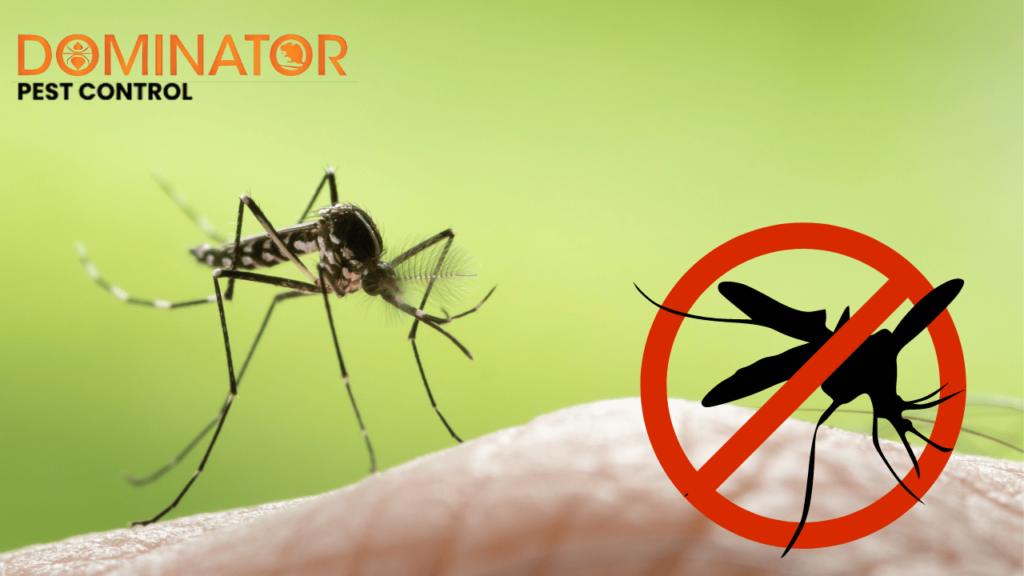 Close-up of a mosquito biting on human skin with a red prohibition sign overlaid, and the logo of Dominator Pest Control, emphasizing mosquito control services.