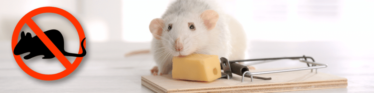 A white rat sitting next to a cheese piece on a mousetrap. To the left, there's a red circle with a diagonal line through it, indicating "no rats" or "rat control." This seems to represent pest control for rats.