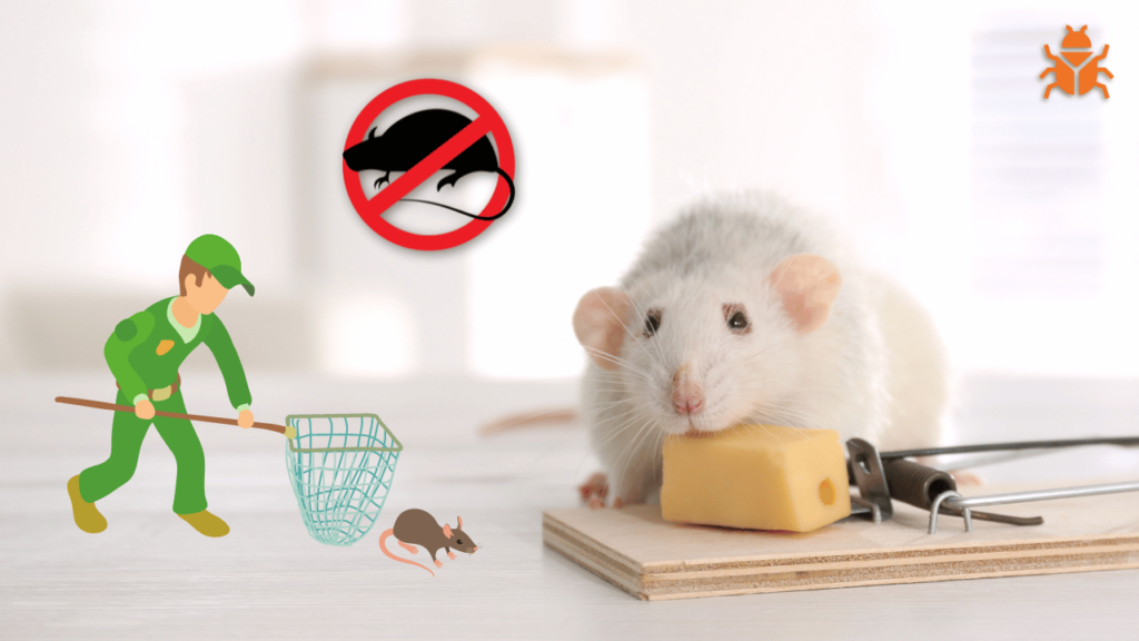 Illustration promoting rat control services. The image shows a rat sitting on a mousetrap with a piece of cheese. A cartoon pest control worker is seen catching a smaller rat with a net, while a red crossed-out symbol with a rat silhouette indicates prevention. A small bug icon is displayed in the top right corner, signifying pest control services.