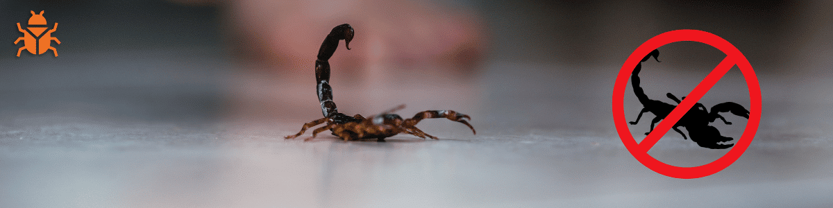 A close-up of a scorpion on the ground with a red "no entry" sign over it, representing pest control measures against scorpions.