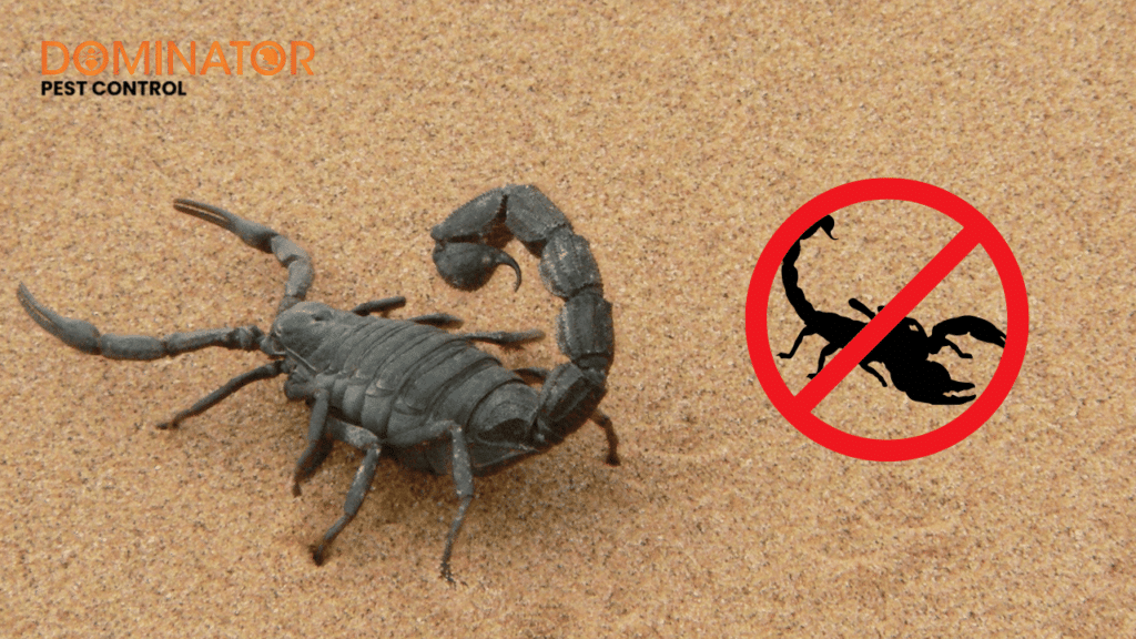 An image showing a black scorpion on sand with a red prohibition symbol over it, indicating scorpion prevention by Dominator Pest Control