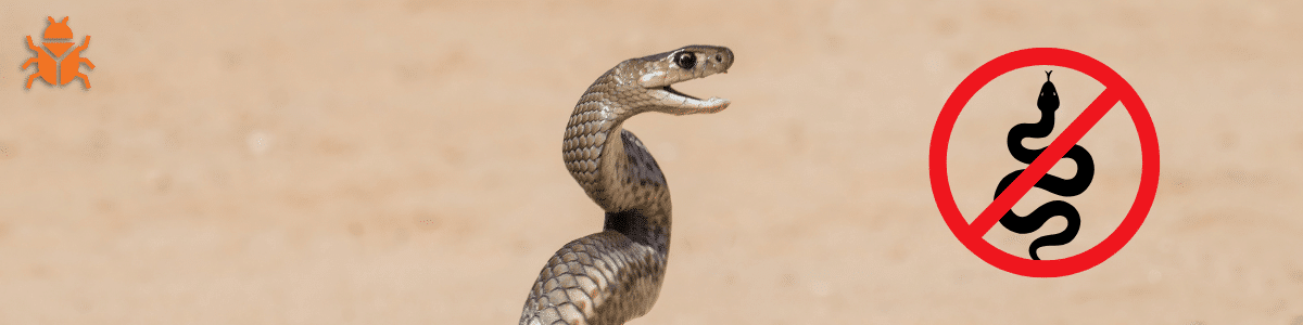 A snake raises its hood in a defensive posture on a sandy background, with a prominent red prohibition sign over a black snake symbol, indicating a no snakes area.