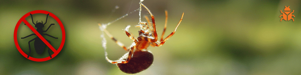 A brown spider hanging on a web with a red circle and line symbol for pest control on the left, showing protection against insects. The background is a blurry green outdoor setting with an orange bug icon in the corner.