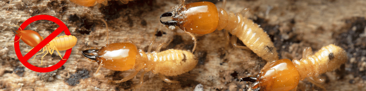 Close-up image of termites on a piece of wood with a red "no" symbol over one termite to indicate termite control or pest prevention. The image shows several light brown termites, highlighting the need for termite management services.