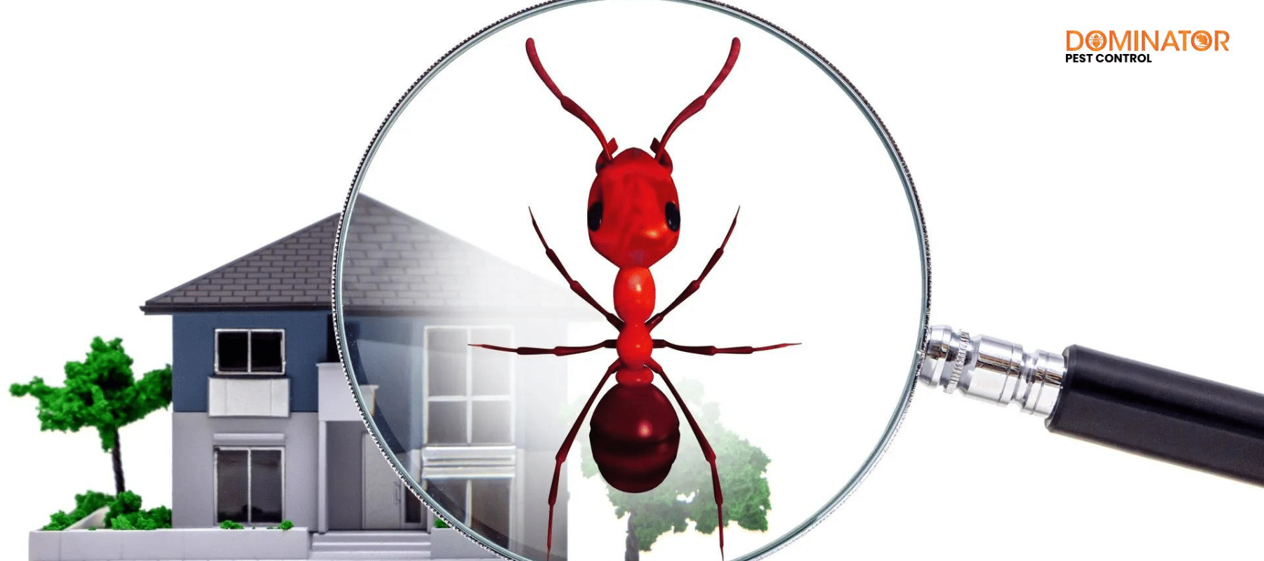 Termite Control Services in Dubai: Stop Infestations Now
