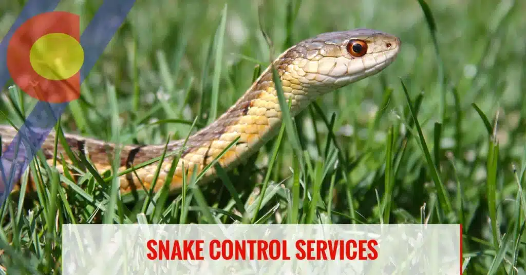 snake pest control dubai