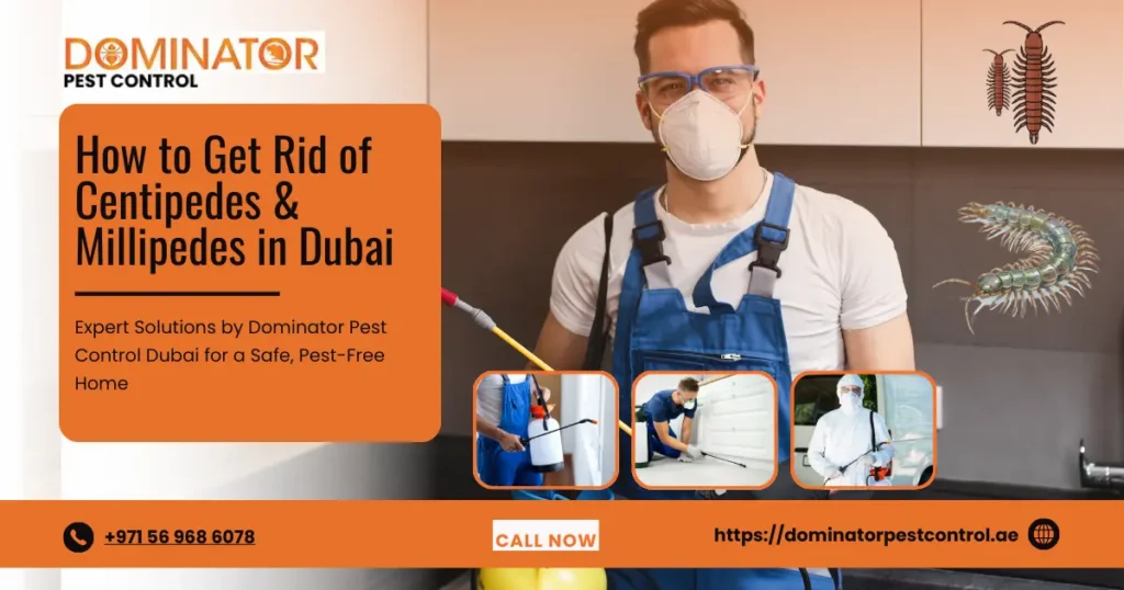 Centipedes and Millipedes in Dubai