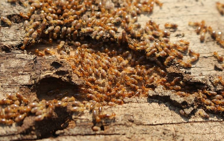 Do termite bite 
Close-up of termites on wood showing colony activity