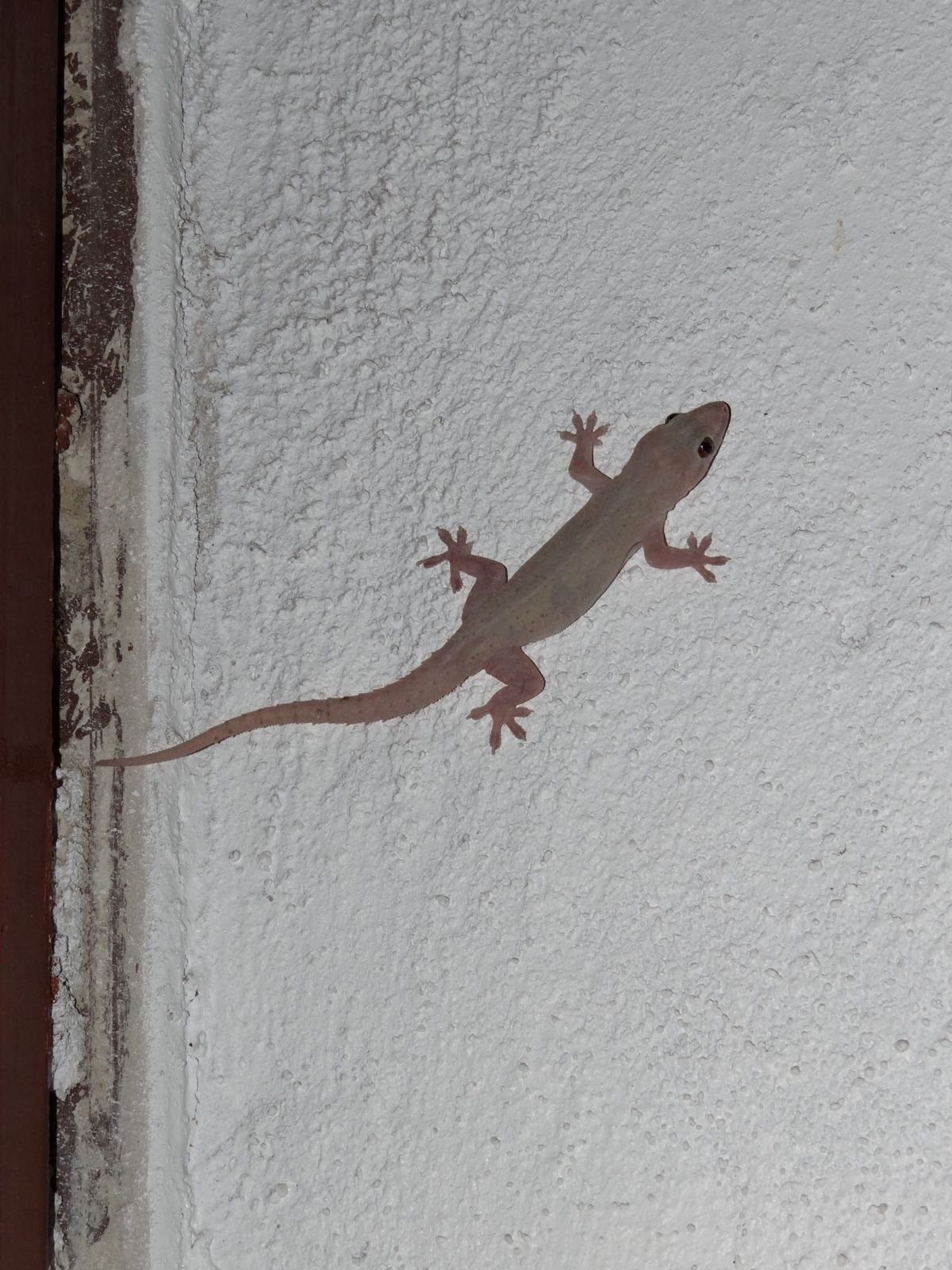 Lizard pest control service in a Dubai kitchen at night - Dominator Pest Control